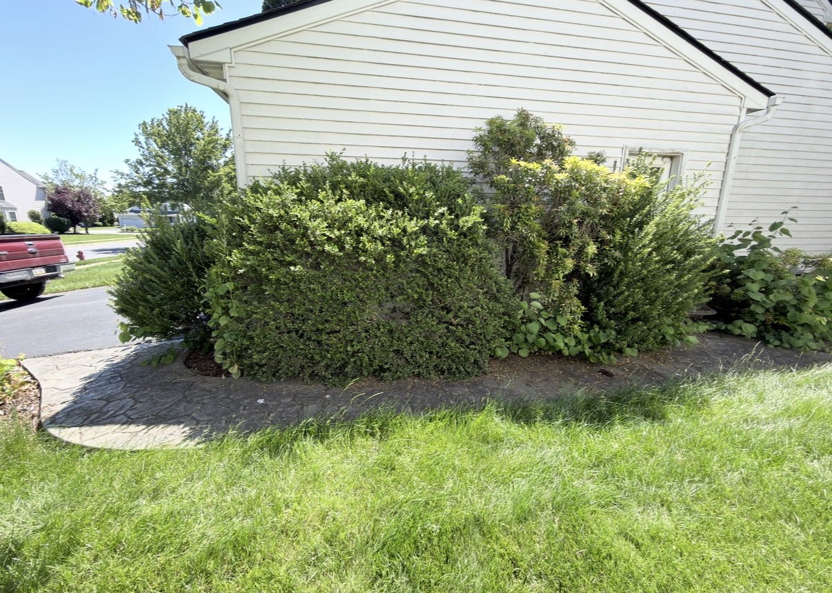 Overgrown bushes before removal in Lancaster PA