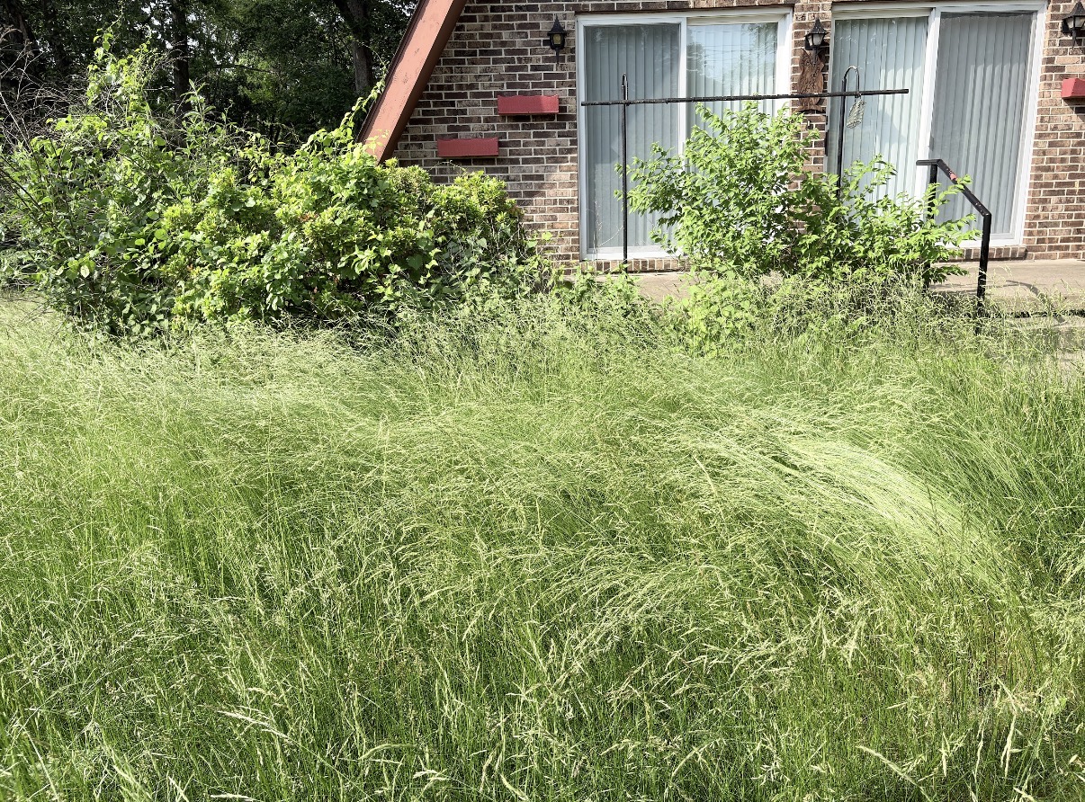 Overgrown lawn before mowing service in Lancaster PA