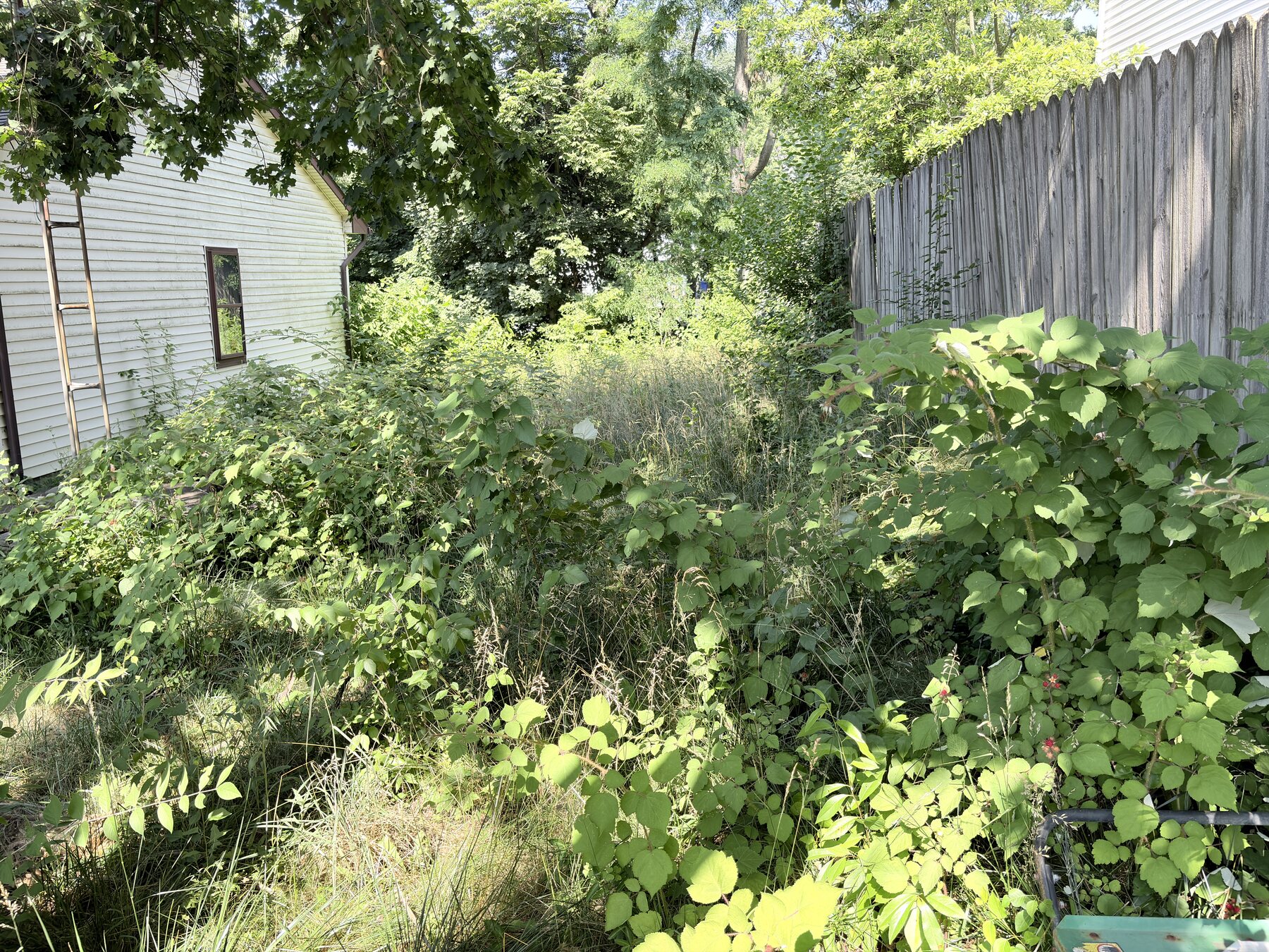 Overgrown yard cleanup before heavy brush removal in Lancaster PA