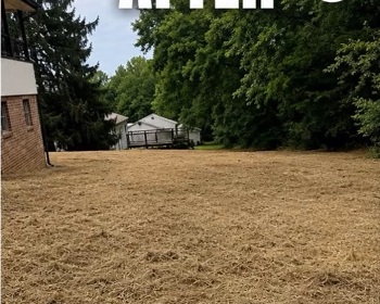Property opened up after brush clearing and cutting back overgrowth