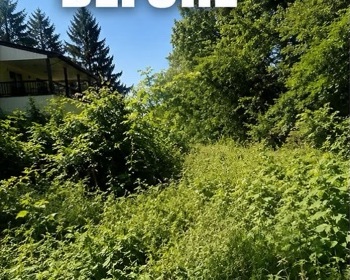 Dense brush and weeds covering the property before clearing