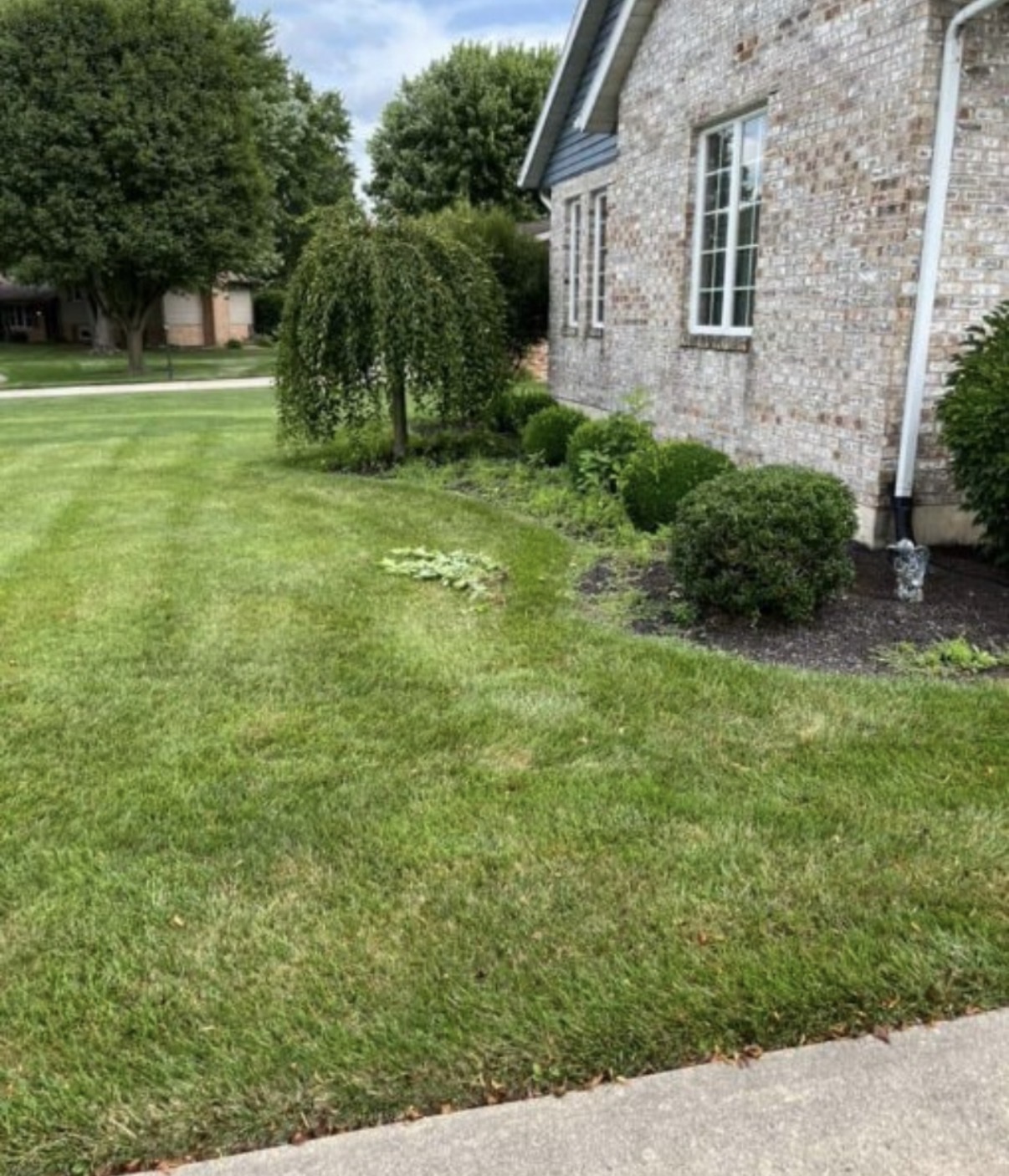 Foundation shrubs and narrow bed before the garden bed refresh