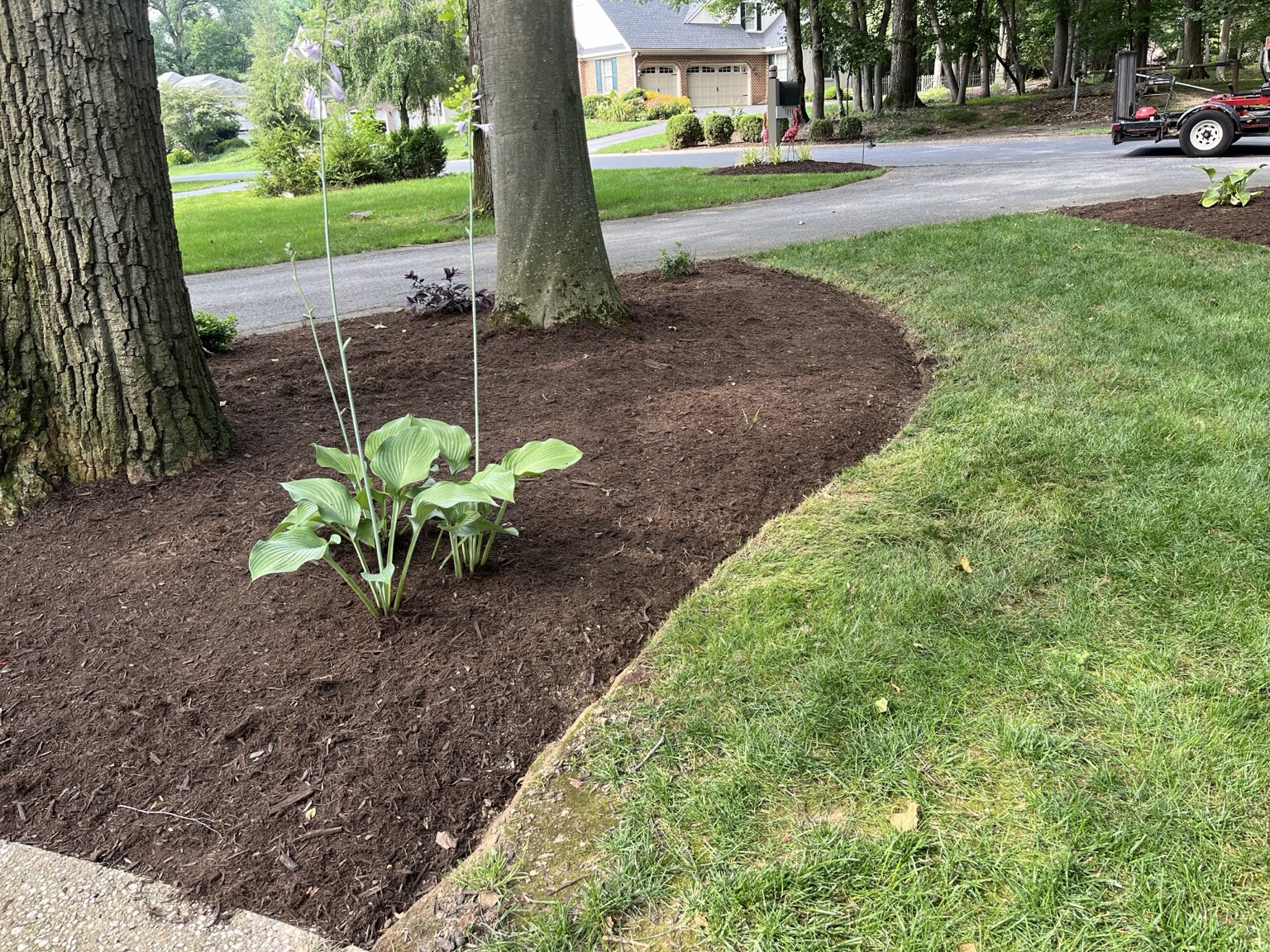 Freshly mulched garden bed around mature trees with hostas and a clean lawn edge