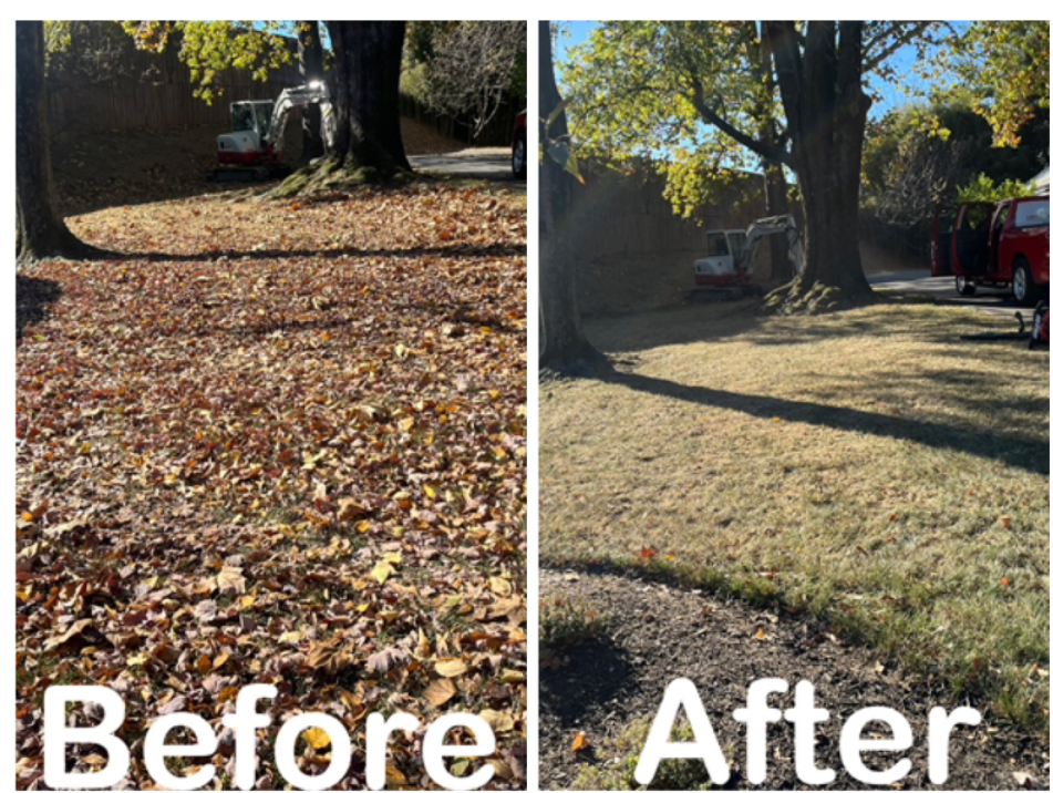 Large lawn after leaf removal shown beside its original leaf-covered condition