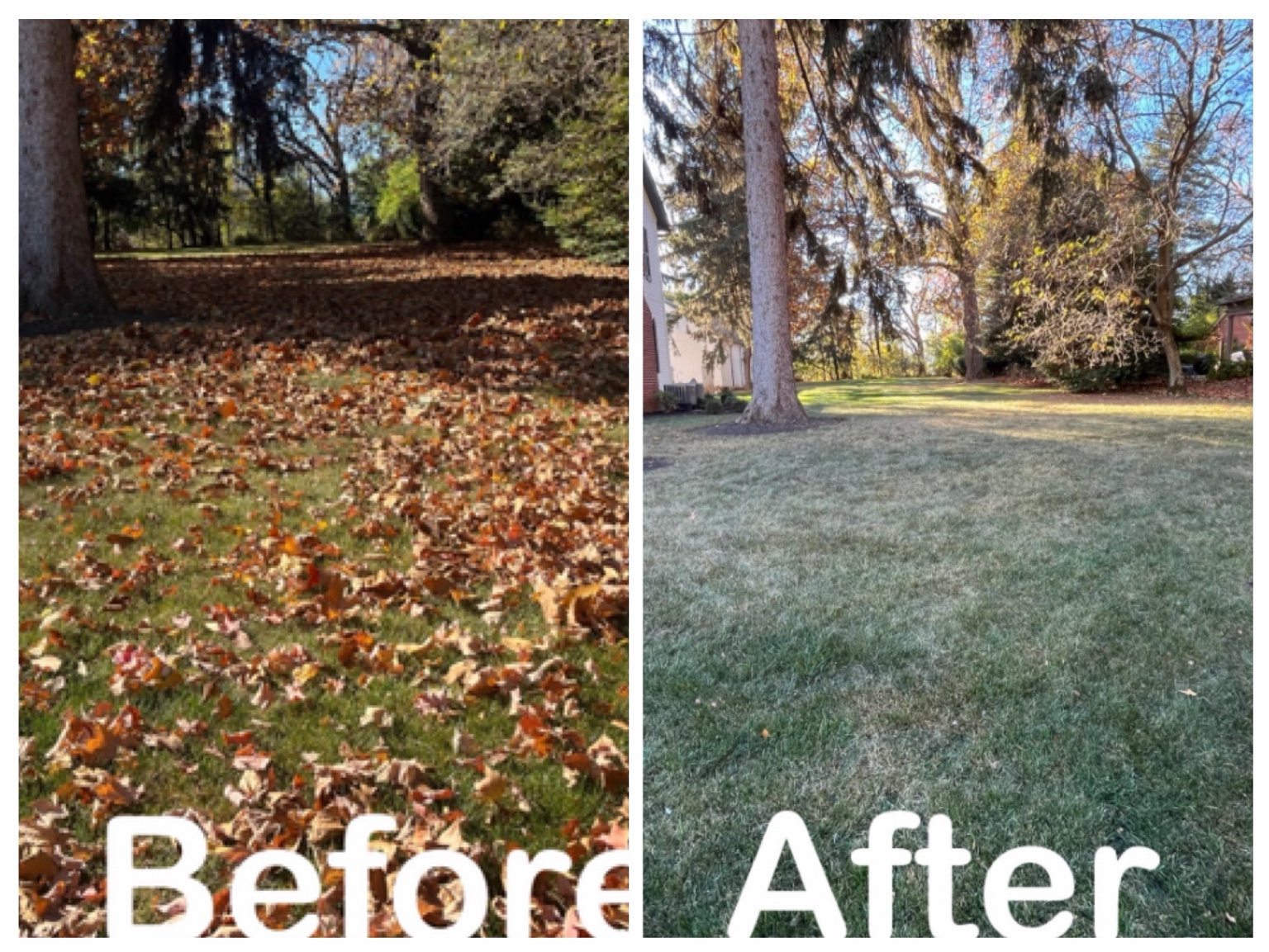 Tree-lined lawn after leaf removal shown beside its original leaf-covered condition