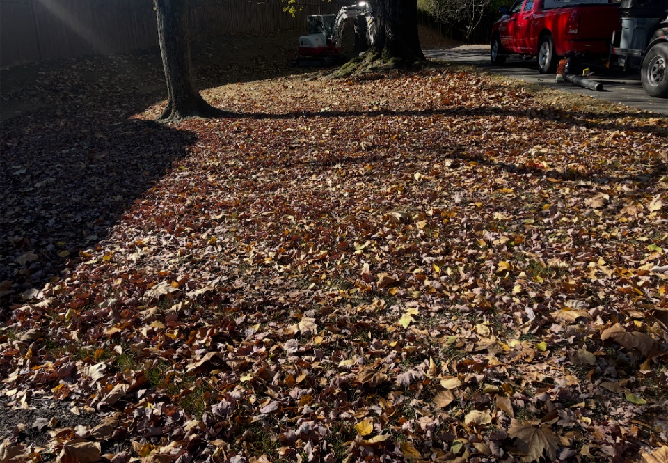 Large lawn blanketed with fallen leaves before removal