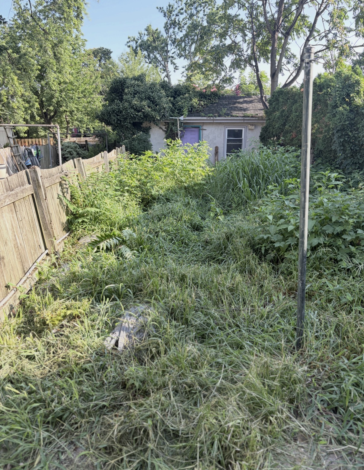 Backyard before heavy weed and overgrowth cleanup in Lancaster PA